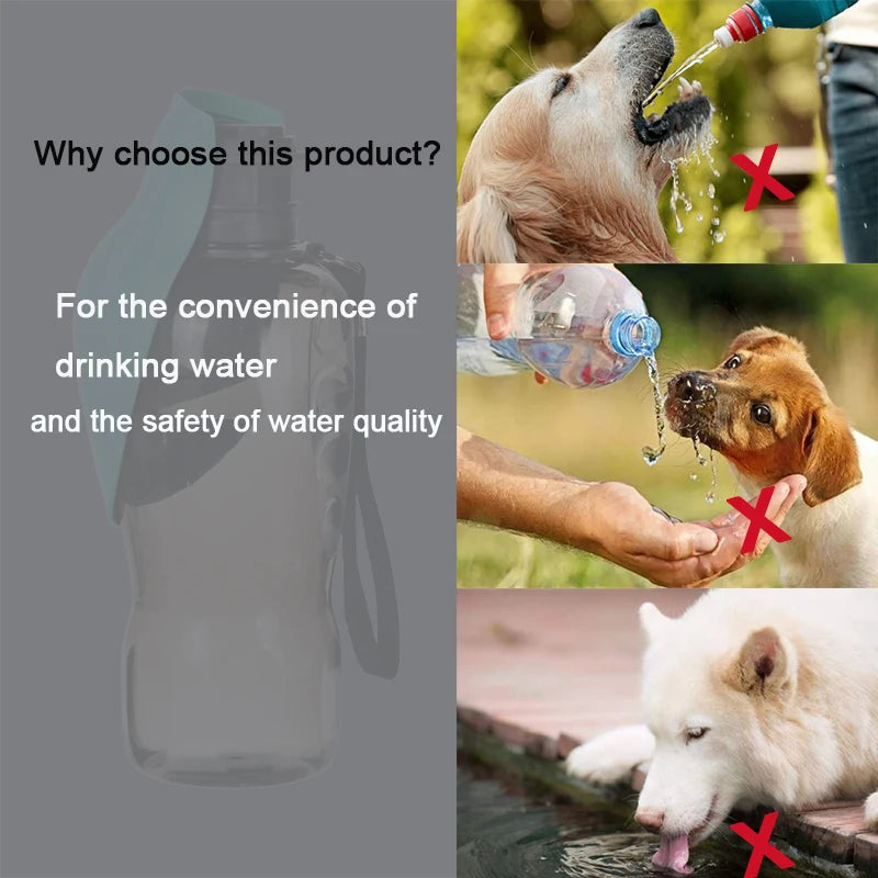 Bouteille d'eau portable pour chien