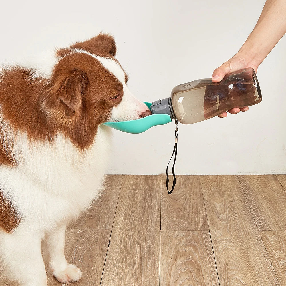 Bouteille d'eau portable pour chien